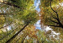 Vorstellung Ergebnisse der Waldinventur f&uuml;r Nordrhein-Westfalen - Dieter Menne/dpa