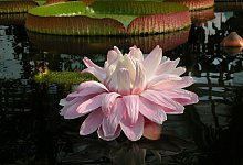 Seerose in Berlin - Foto: I. Haas/Botanischer Garten und Botanisches Museum Berlin