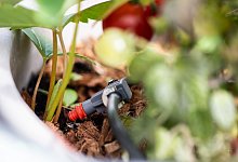 Pflanzen - Franziska Gabbert/dpa-tmn/Archivbild