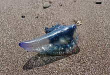 Portugiesische Galeere - Foto: Sabrina Hentschel