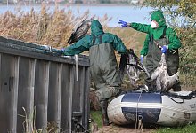 Vogelgrippe bei Kranichen - Matthias Bein/dpa