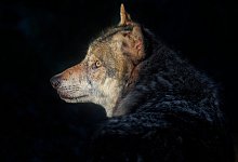 Wolfssichtung - Angela/Pixabay