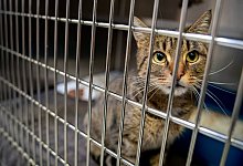 Katze im Tierheim - Foto: Kay Nietfeld