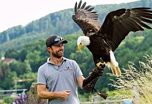 176-benjamin_aschmann_weisskopfseeadler_donald_tl1441549klein - 1 - Bildrechte: Adlerwarte Berlebeck