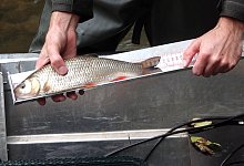 Fischsterben - Kateryna Akulenko