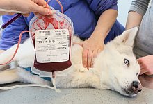 Blutspende f&uuml;r Tiere - Foto: Stephanie Pilick/dpa