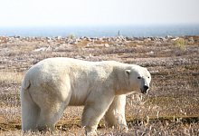 Eisb&auml;r in Kanada - David McGeachy/Springer Nature/dpa