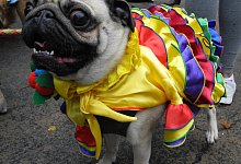 Kost&uuml;mierter Hund - Foto: Johannes Schmitt-Tegge/dpa