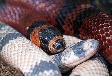 Die Kalifornische Kettennatter - f&uuml;r den Menschen ungef&auml;hrlich. - Andrea Warnecke/dpa