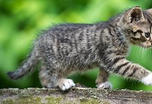Katze - Foto: Patrick Pleul/dpa-Zentralbild/dpa