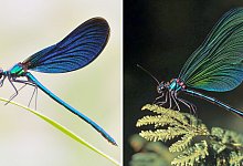 Blauflügel-Prachtlibelle - Fotografie (l) und KI-Bild - S. Hennigs/M. Neumann/Heinz Sielmann Stiftung/dpa