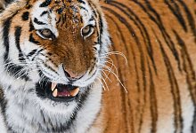 Der Amurtiger gilt als gr&ouml;&szlig;te Raubkatze der Welt. - Patrick Pleul/dpa-Zentralbild/dpa