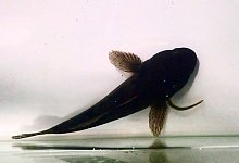 Aale entkommen dem Magen des Raubfisches - Yuha Hasegawa and Yuuki Kawabata/ Nagasaki University/dpa