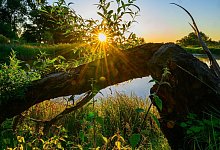 Sonnenaufgang am Fluss Oder - Patrick Pleul/dpa