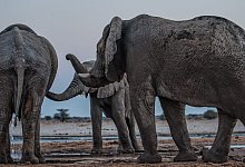 Elefantenbullen in Namibia - Caitlin O&rsquo;Connell-Rodwell/Tim Rodwell/dpa