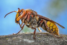 Hornisse - Patrick Pleul/dpa