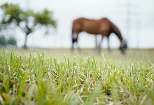 Pferd auf der Weide - Foto: Uwe Anspach/dpa
