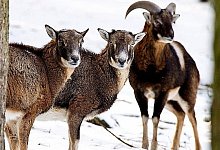 Etliche Waldbesitzer wollen die Mufflons tolerieren.