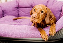 Ein Hund zieht ein - was brauche ich wirklich? - Monique W&uuml;stenhagen/dpa-tmn/dpa