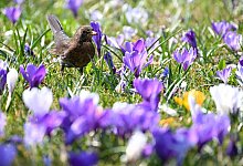 Fr&uuml;hling am Bodensee: Eine Amsel l&auml;uft im Uferpark in Langenargen durch eine Wiese voller Krokusse. - Felix K&auml;stle/dpa
