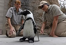 Lucas testet seine orthop&auml;dischen Schuhe. - Ken Bohn/San Diego Zoo Wildlife Alliance/AP/dpa