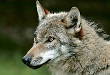 Gesch&uuml;tztes Tier: Der Wolf. dpa