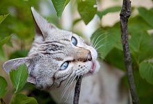 Vergiftung Insektenspray Katze Haustiere - Foto: Silvia Marks/dpa-tmn