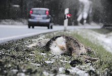 img_0276jpeg - David Schellenberg