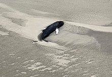 Erneut Wal auf Nordseeinsel gestrandet - -/Citynewstv/dpa