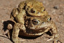 Amphibien unterwegs - Foto: Matthias Bein/dpa-Zentralbild/dpa
