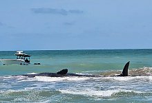 Gestrandeter Wal - Uncredited/City of Venice Florida/AP