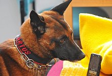 Sp&uuml;rhund - Foto: Matthias Hiekel/dpa-Zentralbild/dpa/Symbolbild