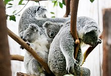 Koalas im Duisburger Zoo - Roland Weihrauch/dpa