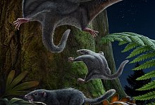 Vor 150 Millionen Jahren in Dunkelbraun umher geschlichen - Chuang Zhao, Ruoshuang Li/-/dpa