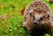 Igel - Pixabay
