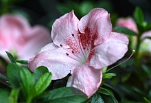 Zimmer-Azalee (Rhododendron simsii) - Andrea Warnecke/dpa-tmn