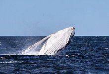 Retter k&auml;mpfen um Buckelwal in Australien - Foto: Bai Xuefei/XinHua/dpa