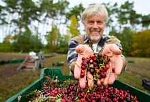 Frisch geerntete Cranberries - Philipp Schulze/dpa