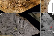 Ein versteinerter Haarstern der neu entdeckten Art Ausichicrinites zelenskyyi. - Mariusz Salamon/The Royal Society/dpa
