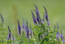 Langbl&auml;ttriger Ehrenpreis - Foto: Axel Jahn/Loki Schmidt Stiftung/dpa