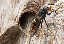 Asiatische Hornissen - Boris Roessler/dpa