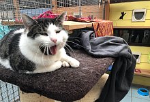 Katze - Sven Kienscherf