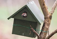Nistkasten - Foto: Andrea Warnecke/dpa-tmn
