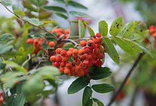 Vogelbeeren - Foto: Andrea Warnecke/dpa-tmn