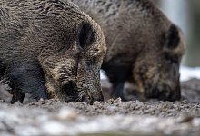 Wildschweine - Foto: Lino Mirgeler/dpa