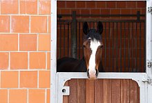 Pferd im Stall - Foto: Ralf Hirschberger