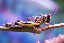 Wanderheuschrecke - Foto: Holger Hollemann/dpa
