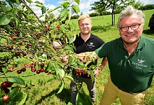NL D&Ouml; Kirschenernte - Nicole Ellerbrake