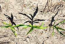 Trockenheit in Niedersachsen - Julian Stratenschulte/dpa