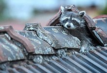 KINA - Maskottchen in Corona-Zeiten - Britta Pedersen/dpa